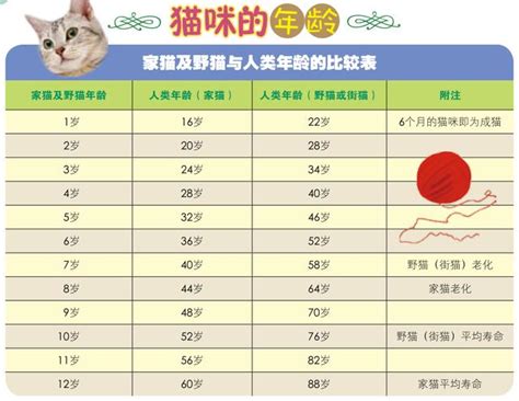 寵物年齡查詢